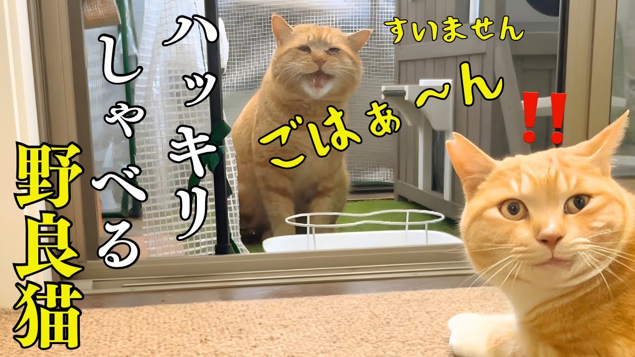 何回聞いてもハッキリしゃべる強烈キャラの野良猫を保護すると誓いました！