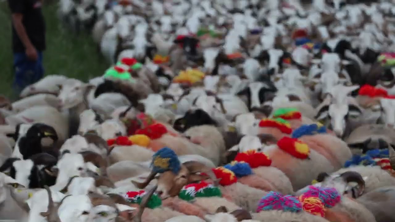 Transhumance en Lozère, à l'estive de Massevaques