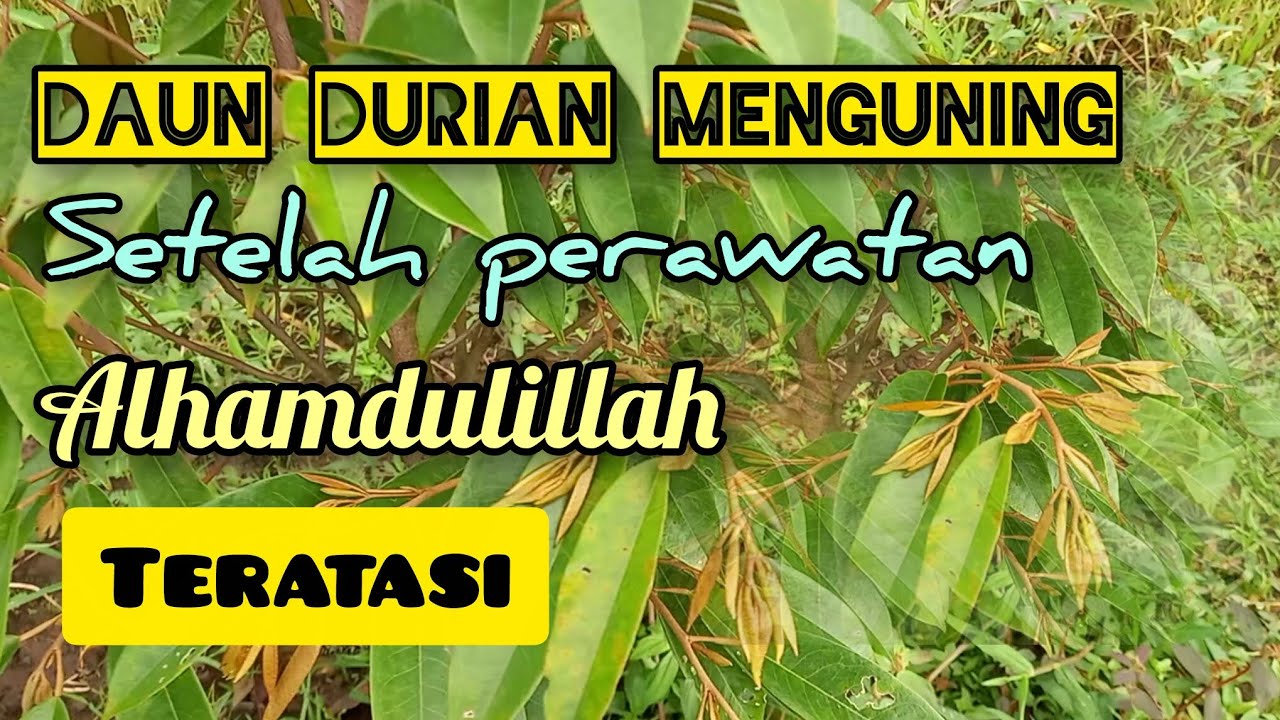 Update Daun durian menguning setelah perawatan alhamdulillah teratasi