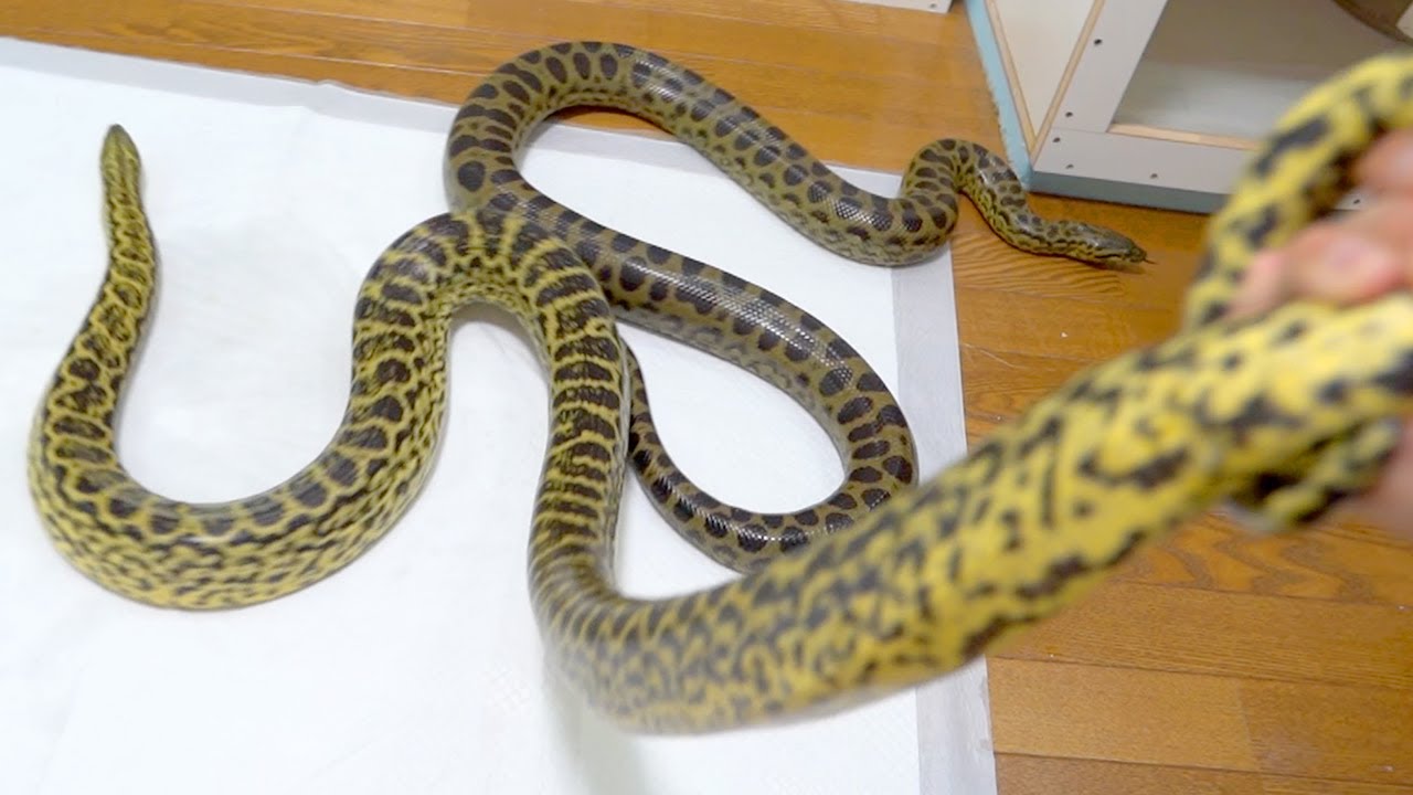 凶暴化するアナコンダに興奮する真夜ビバ