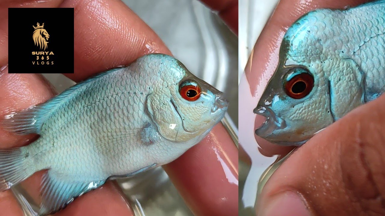 The Only Flowerhorn thaisilk rs 450 best flowerhorn seller in kolkata srd300 kml 300 available Video