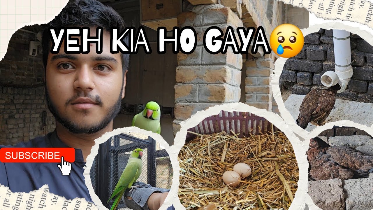 Yeh Kia Ho Gaya 😢 | Farm Routine | Anas Farms
