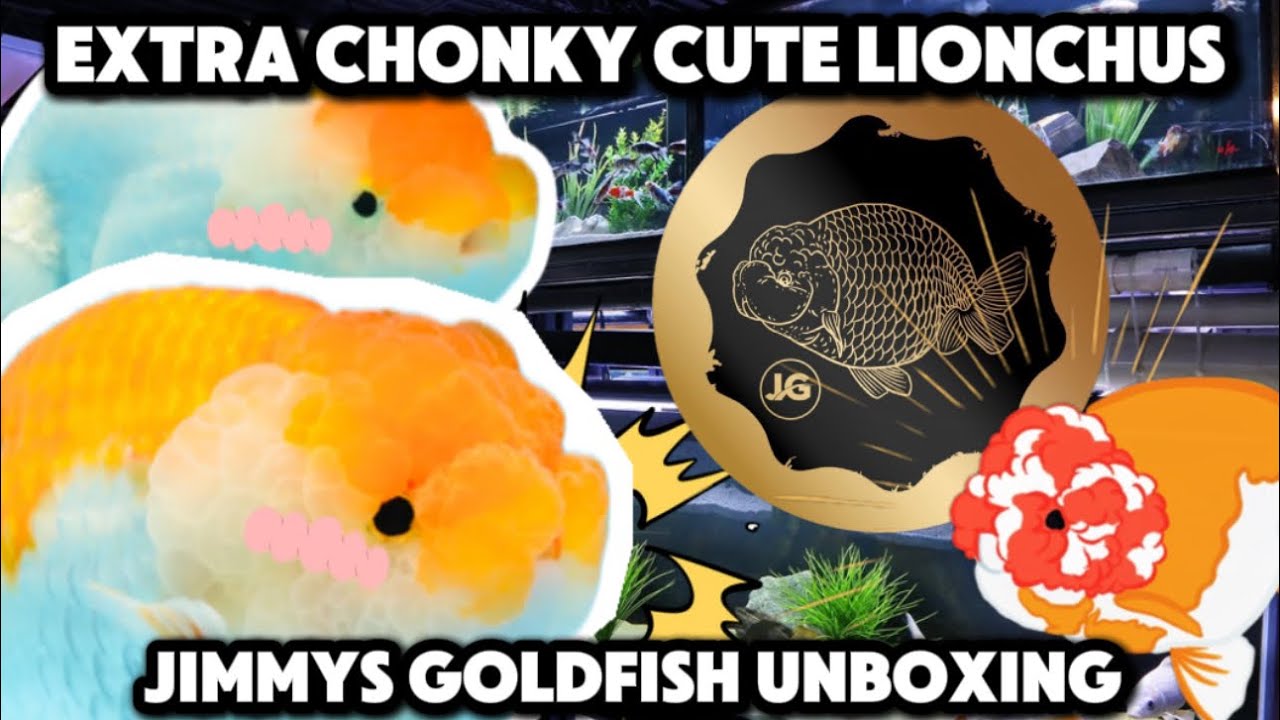 ADORABLE LIONCHUS!!! [Jimmys Goldfish Unboxing]