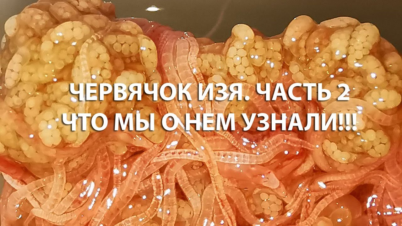 ЧЕРВЯЧОК ИЗЯ. ЧАСТЬ 2. ЧТО МЫ О НЕМ УЗНАЛИ. / WORM IZYA. PART 2. WHAT WE LEARNED ABOUT HIM.