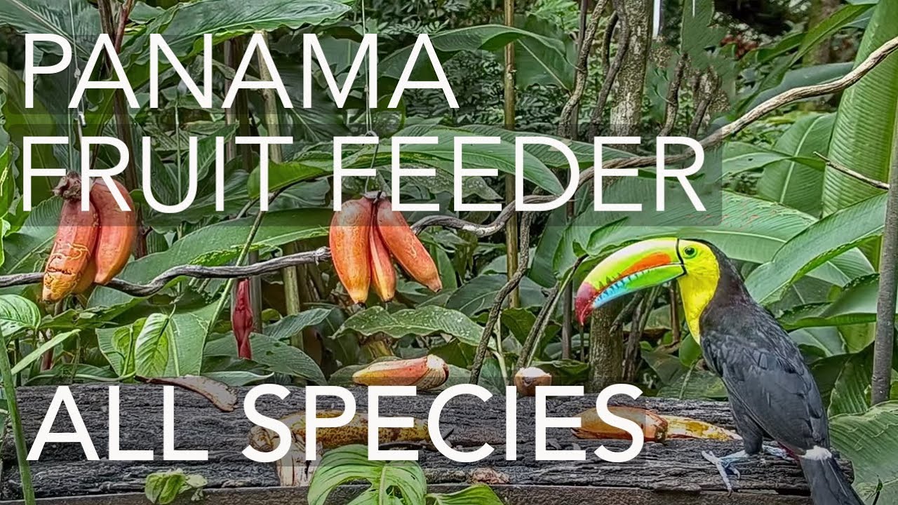 Panama Fruit Feeder All Species Compilation – Oct. 28, 2021