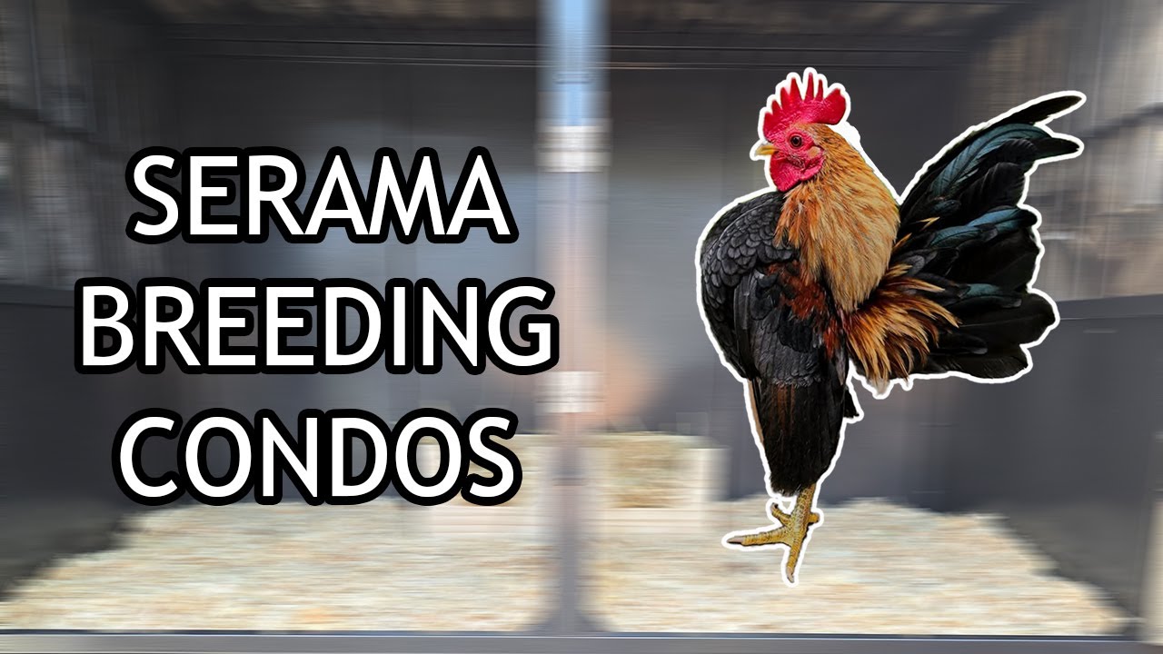 Serama Breeding Condos | My Chickens | My Seramas | Tiny Chickens