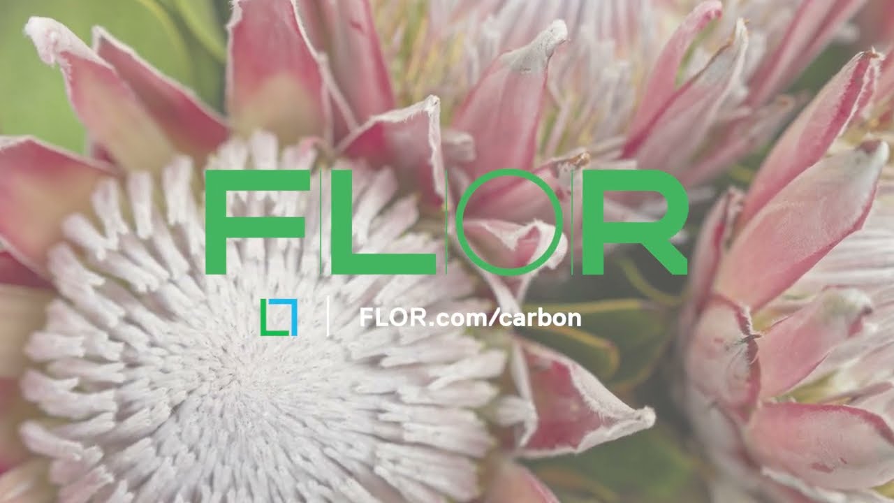 Carbon Negative Rugs From FLOR