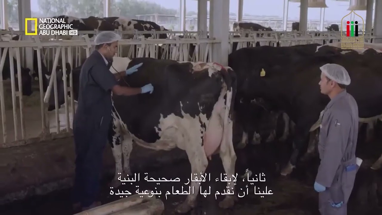 محاضرة استثمار الثروة الحيوانية فى السودان