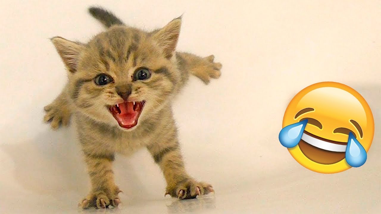 🐾🤣 2025年の最高に面白い猫と犬の瞬間集！😹🐶 笑わずに見られる？