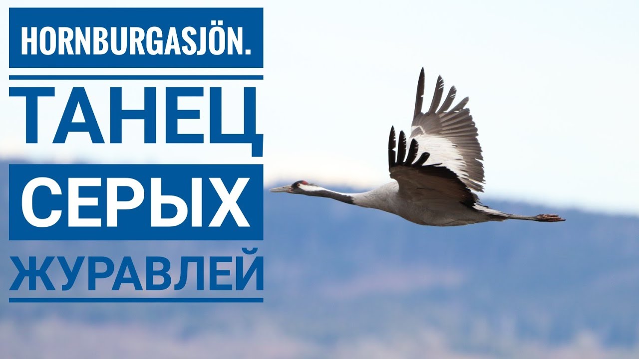 Hornborgasj&ouml;n. Танец серых журавлей.