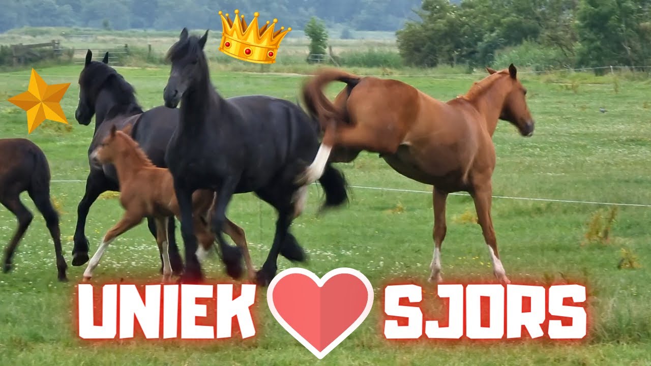 Whether or not another foal with Queen👑Uniek | Friesian Horses