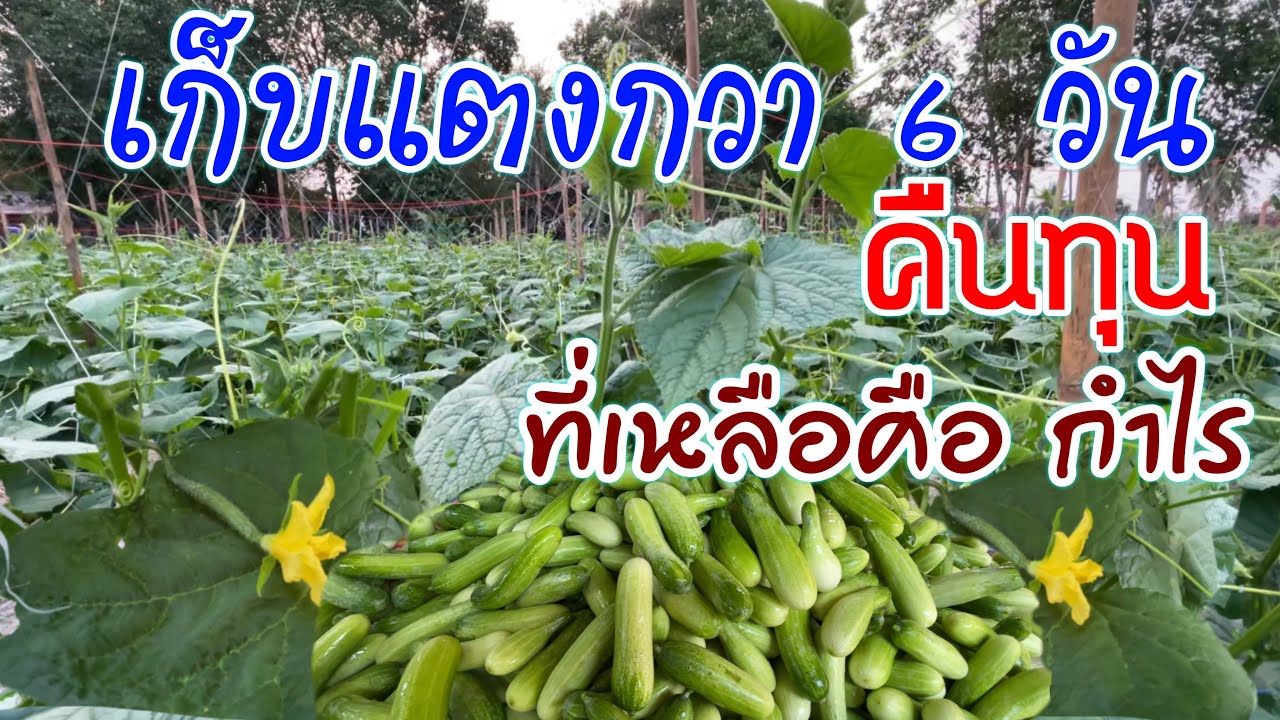 ปลูกแตงกวาหนึ่งเดือน เก็บแตงกวา 6 วันคืนทุน ที่เหลือคือกำไร | เกษตรสร้างรายได้ | บ่าวยุทธพาจ้วด
