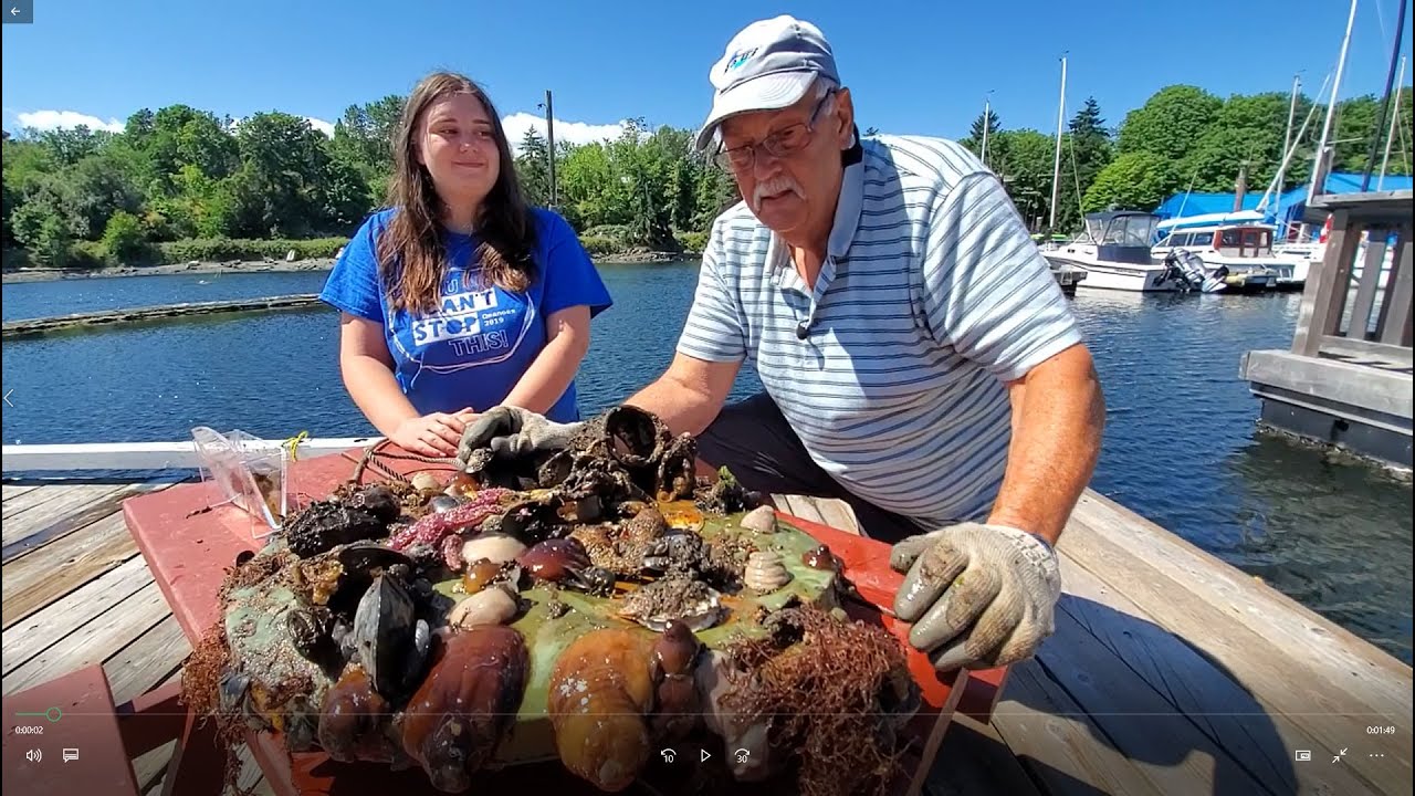 Discover what is under the sea in Ladysmith BC harbor