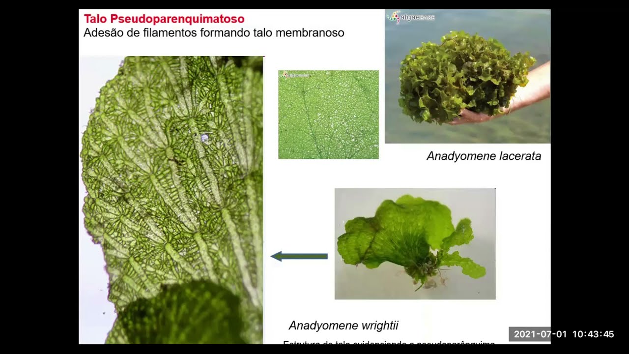 Biologia de Macroalgas/Oceanologia - Talo: o "Corpo" das Macroalgas