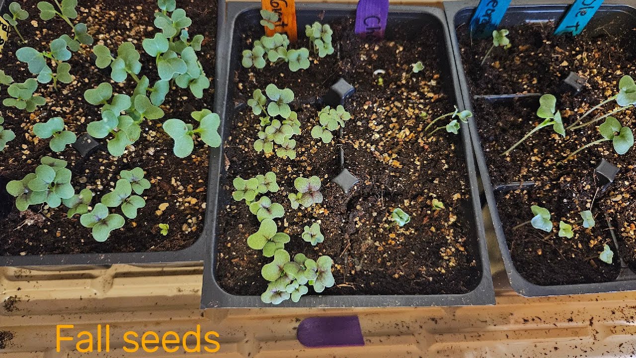 Starting Fall garden 7b #garden #zone7garden #seedsowing