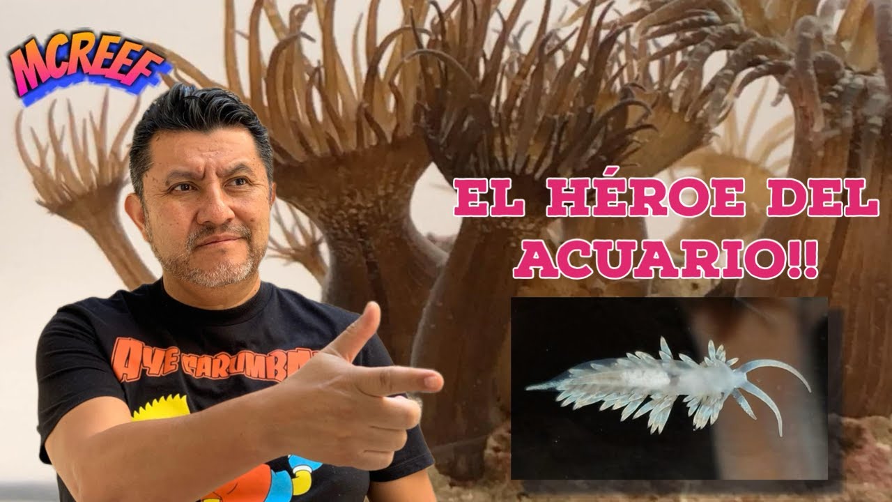 Esto Estaba Destruyendo Mi Acuario... Hasta que Usé Esto¡¡ Como Eliminar Aiptasias acuario Marino
