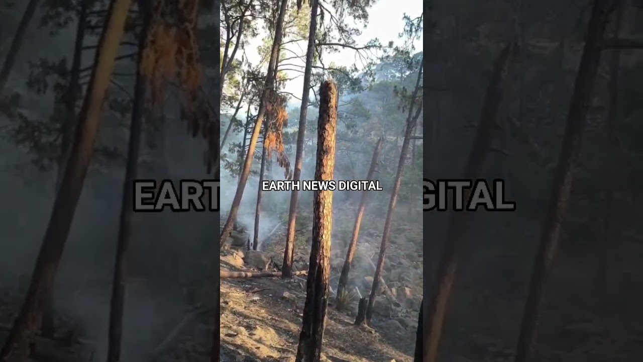 Forest officials rescue newborn peachicks (young offspring of peafowl) from Ramnagar forest fire.
