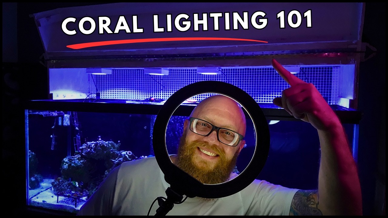 Coral Lighting 101 - Get your Reef Tank lighting correct!