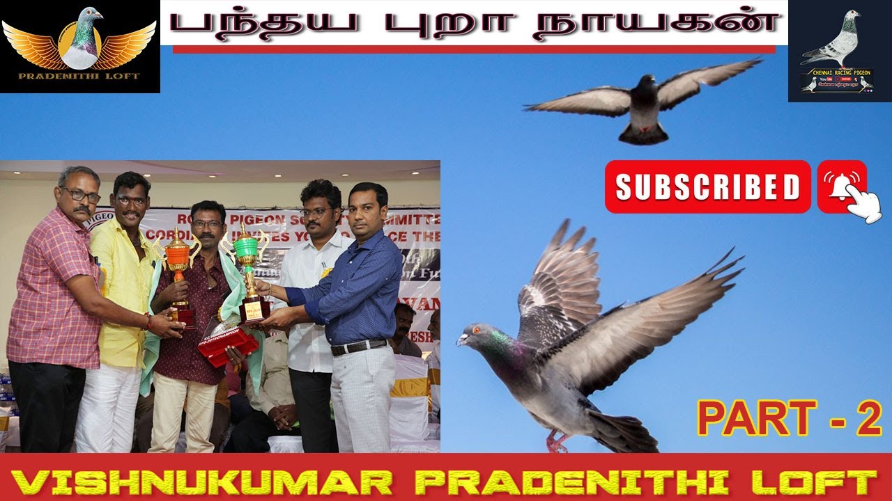 சென்னை பந்தய புறா நாயகன் | VISHNUKUMAR PRADENITHI LOFT PART - 2