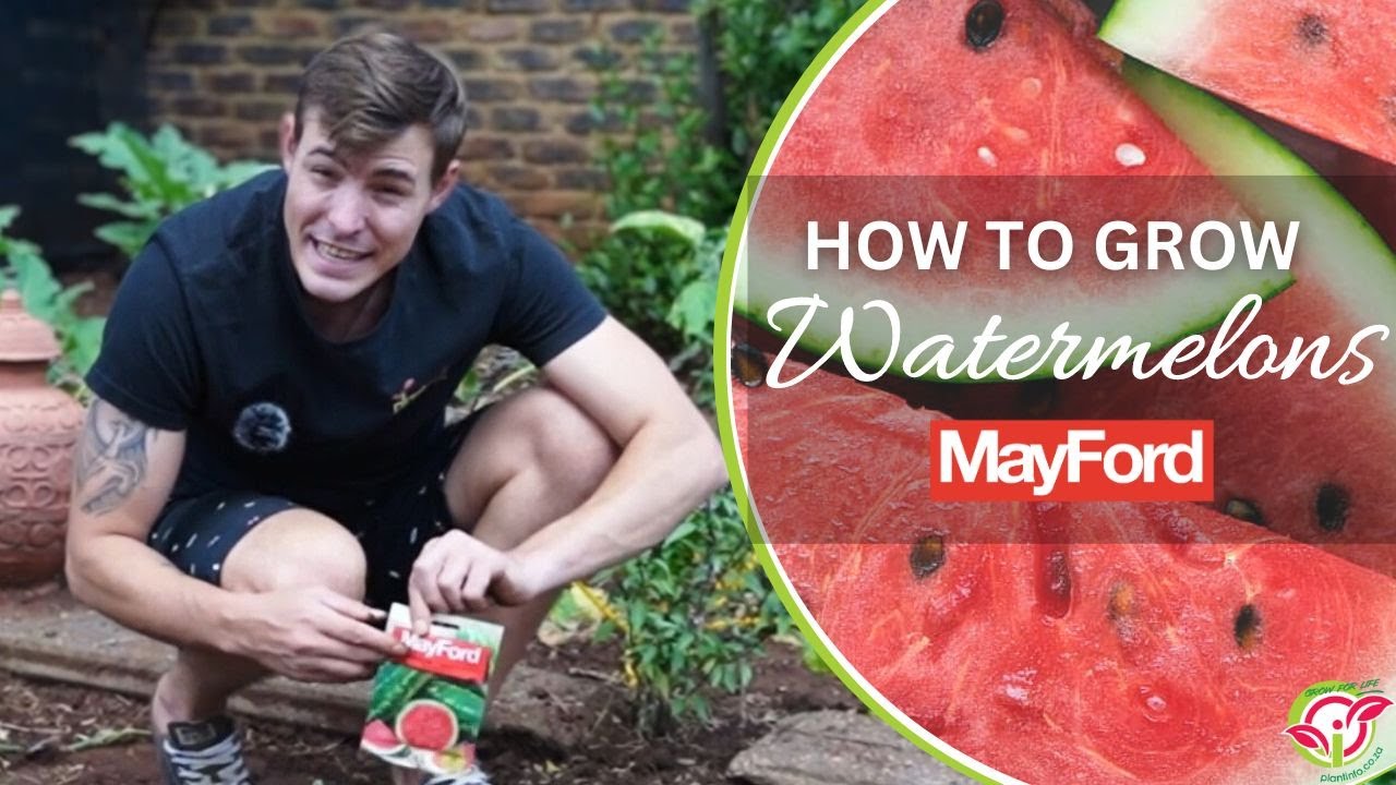 How to grow watermelon from seed.