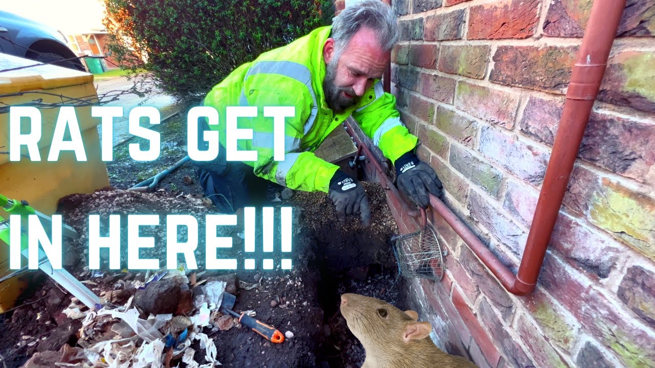 Крысиные норы вокруг вашего дома? КАК НЕ ДОПУСТИТЬ, ЧТОБЫ КРЫСЫ рыли норы в вашем доме!