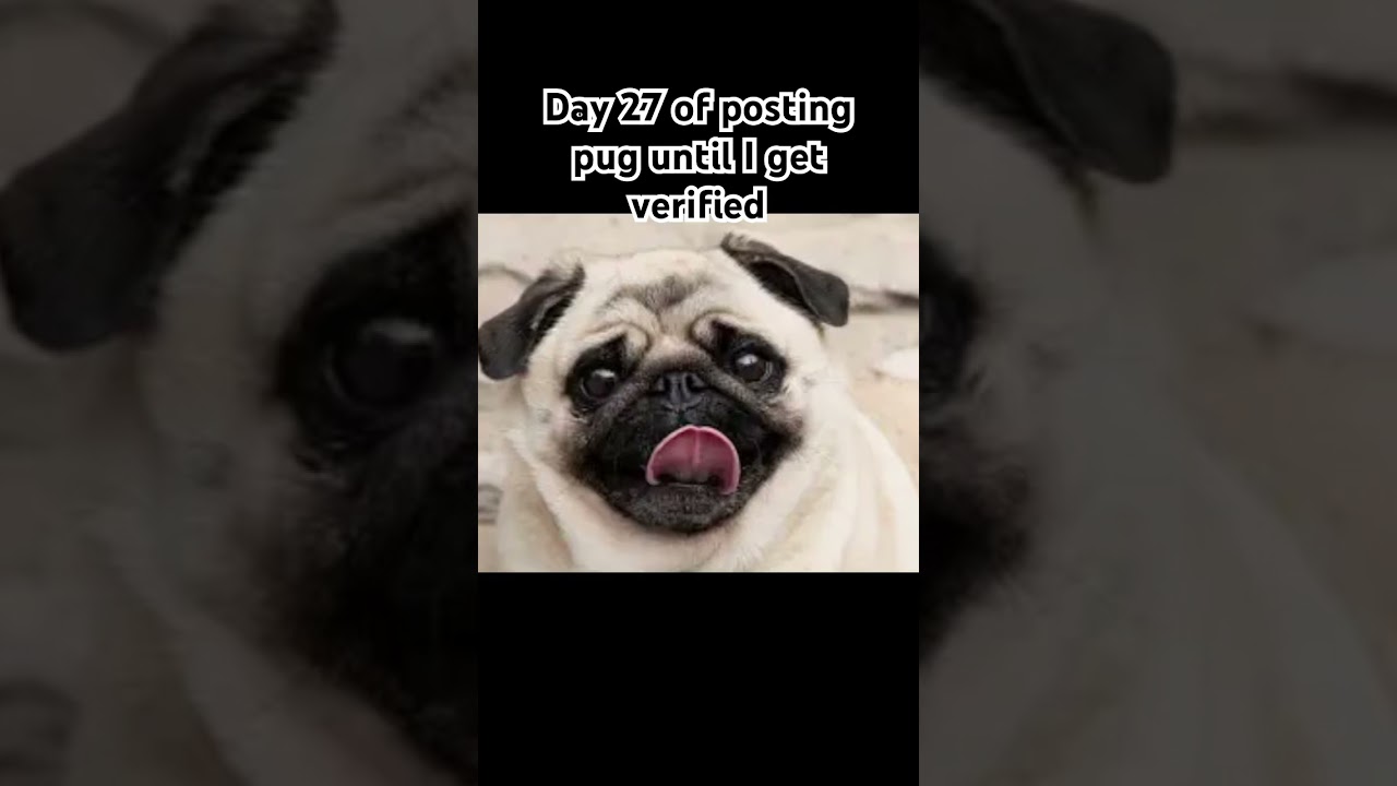 Day 27 #music #love #song #puglife