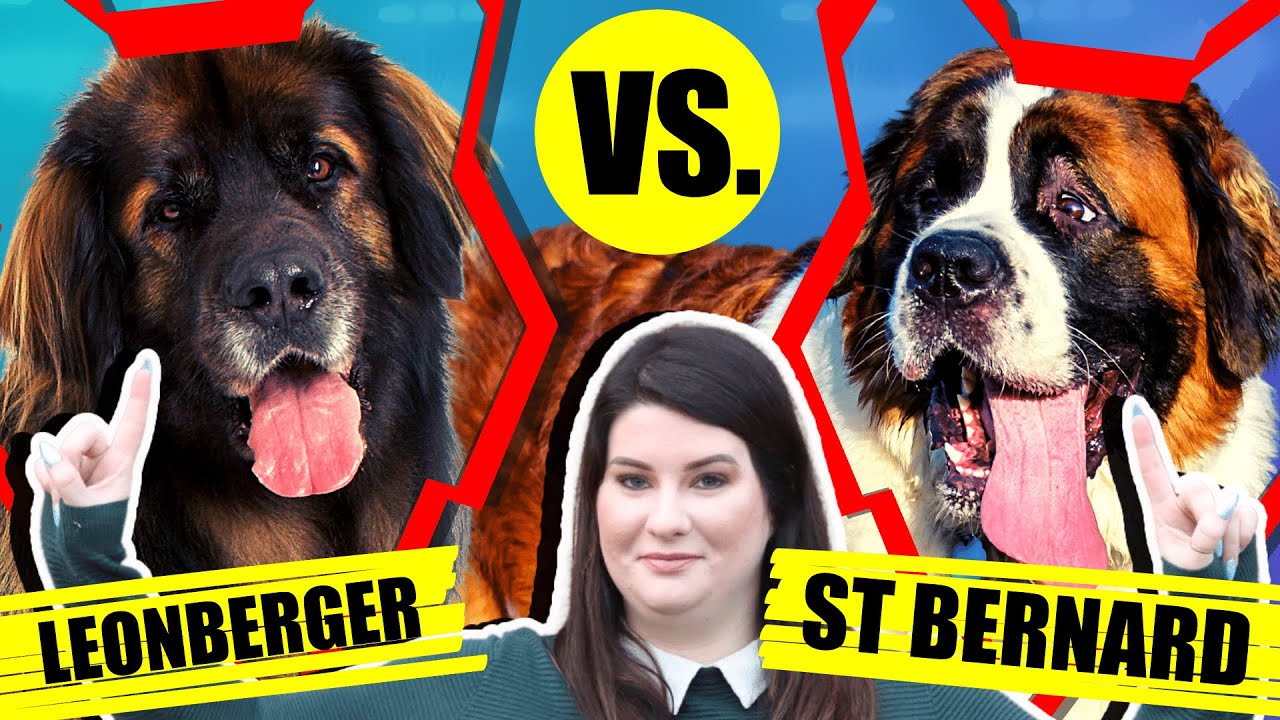 LEONBERGER VS ST BERNARD