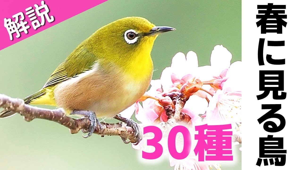 超入門！春に見る鳥30種【解説】
