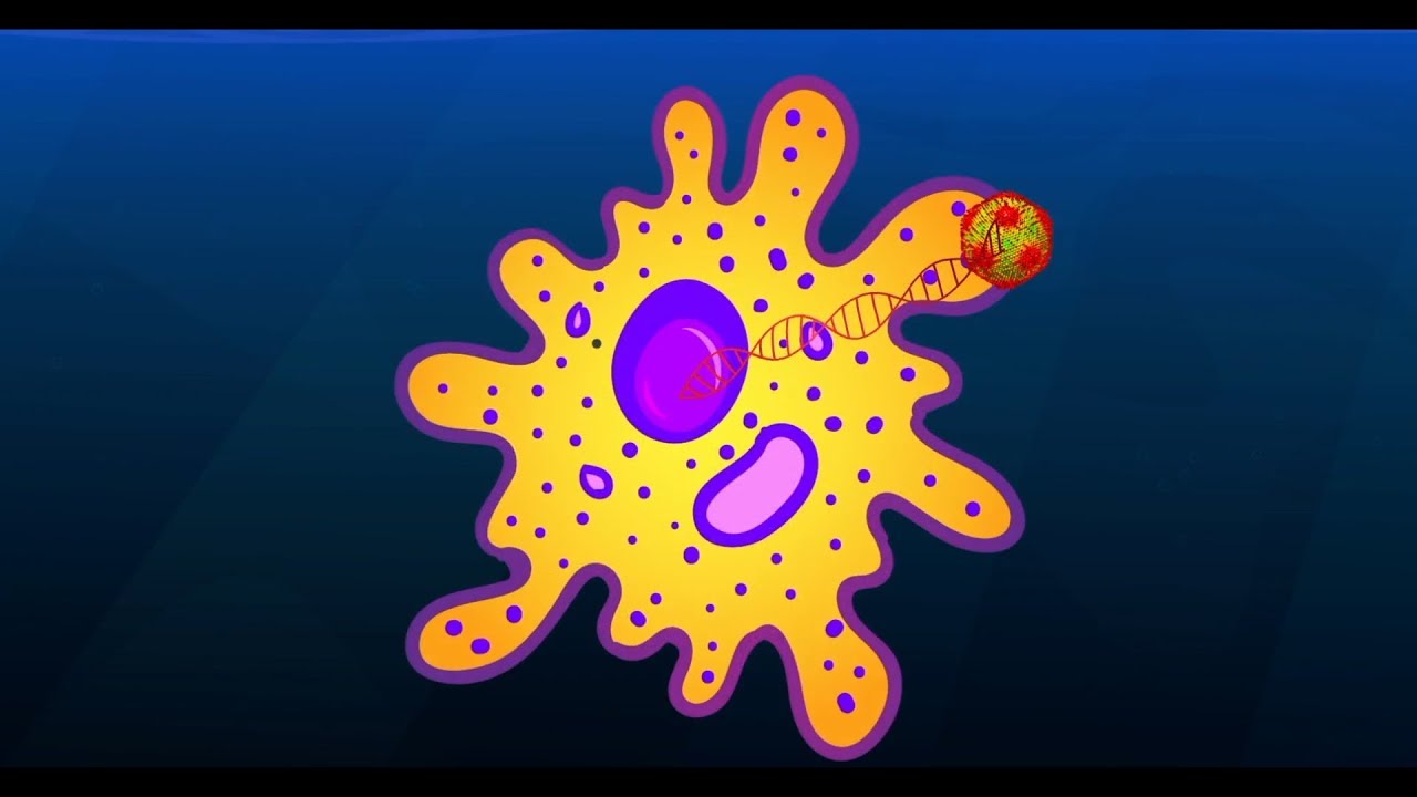 A Giant Virus that turns Amoebae into Stone