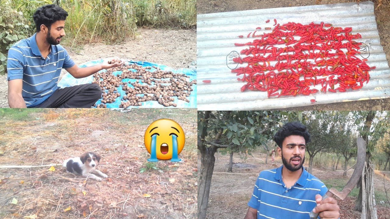 North kashmir vs south kashmir 🫠 Kon zada Achi hai || Difference @kashurboi1 #kashmirirounders