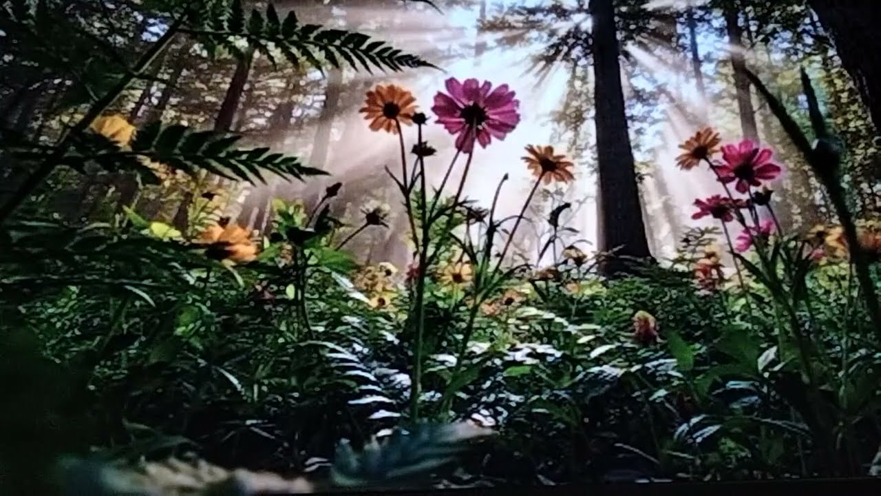 muzyka video dla ciebie
