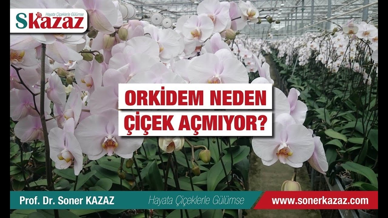ORKİDEM NEDEN ÇİÇEK AÇMIYOR