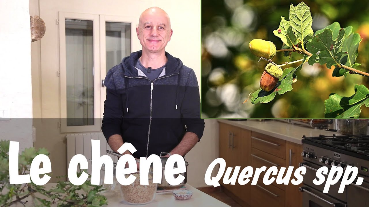 Le ch&ecirc;ne (Quercus spp.), feuilles et &eacute;corce : fortes diarrh&eacute;es, angines, probl&egrave;mes de gencives.