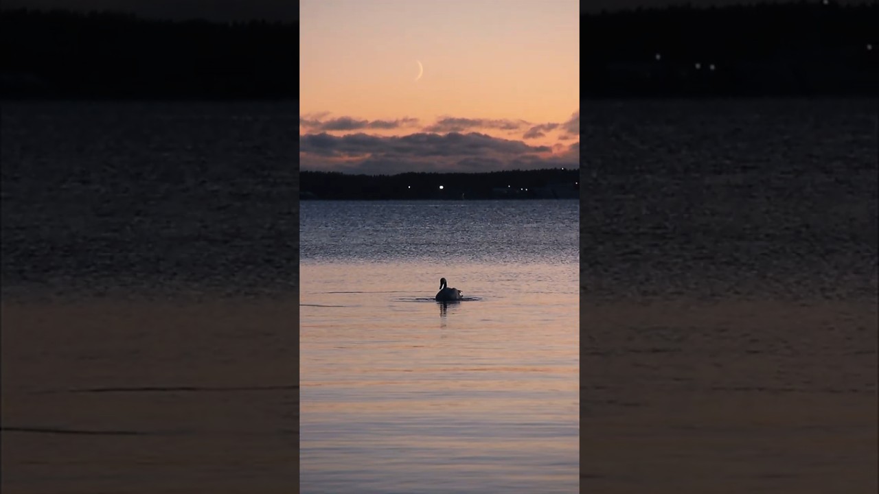 Dinner under the moon 🦢 Ужин под луной 🌙 Illallinen kuun alla