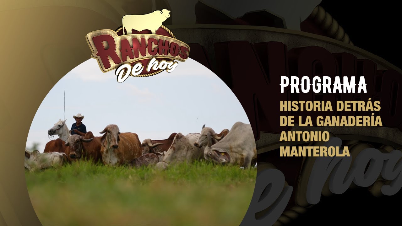 584. Cebú l Historia de Ganadería Antonio Manterola l Rancho Arroyo del Potrero l Mtz. de la Torre