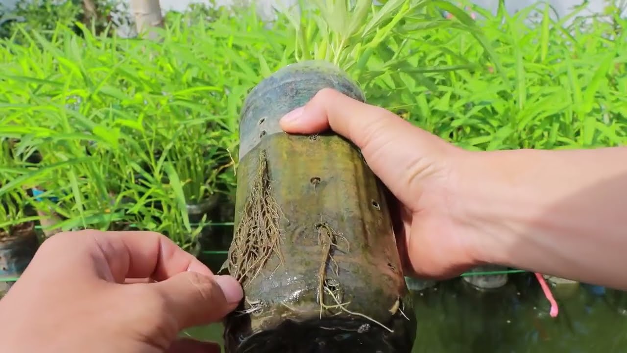 JIFUNZE UFUGAJI WA KAMBARE  NUYUMBANI KWAKO