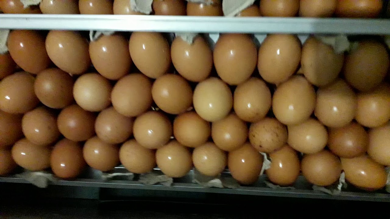 Вместимость Инкубатор Блиц-72 с надставкой куриное яйцо