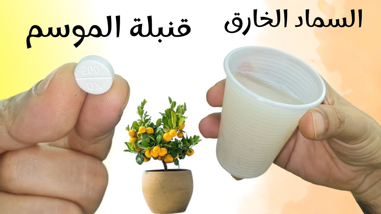 كأس واحد من هذا السماد الخارق يجعل النباتات تنفجر من سرعة النمو - سماد الخميرة و الاسبرين
