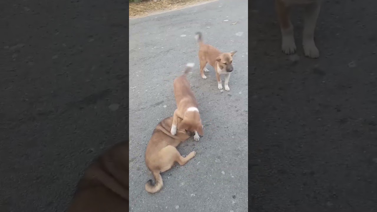 animal lover#shote #animalslover