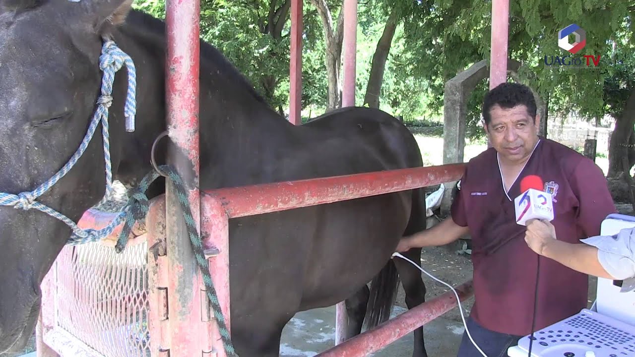 Ultrasonido a Yegua realizado por la Unidad Académica de Medicina Veterinaria y Zootecnia Nº 3