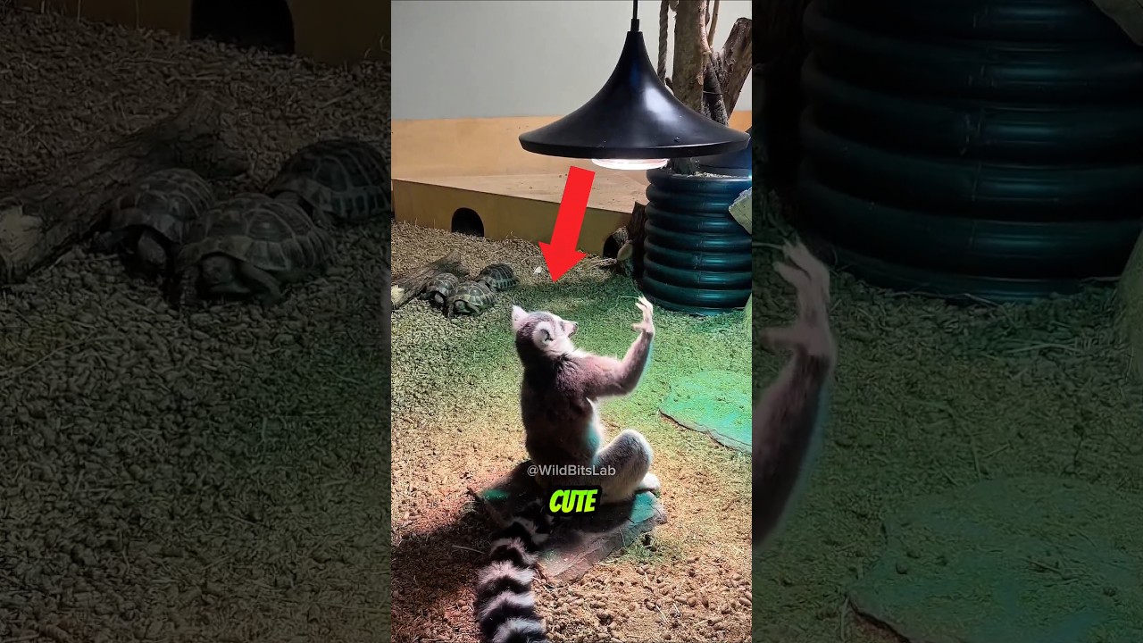 King Julien in Real Life Is Actually Insane!