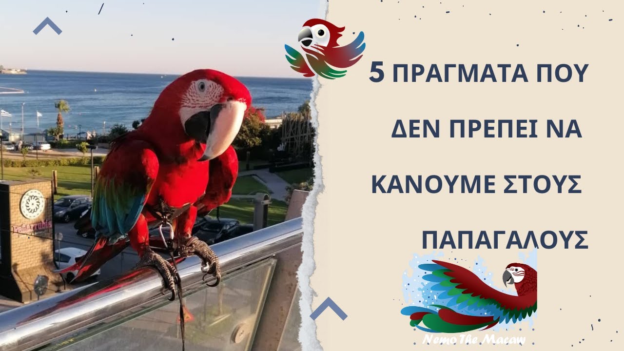 5 ΠΡΑΓΜΑΤΑ ΠΟΥ ΔΕΝ ΠΡΕΠΕΙ ΝΑ ΚΑΝΟΥΜΕ ΣΤΟΥΣ ΠΑΠΑΓΑΛΟΥΣ.