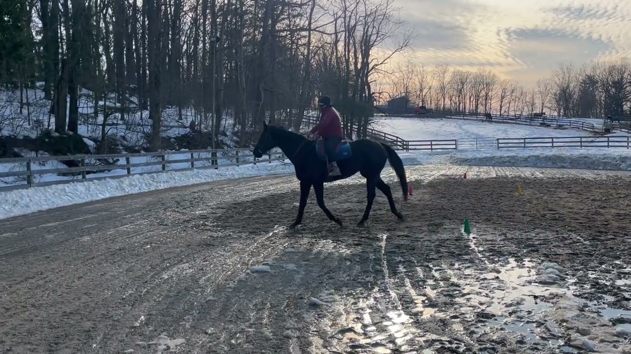 ILHA February 2026 Training Bridleless Betty