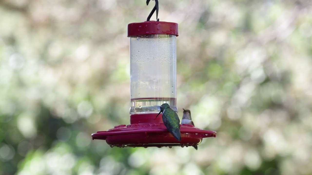 Humming Birds