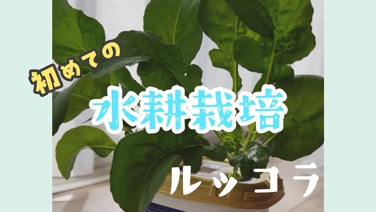 初めて水耕栽培に挑戦！