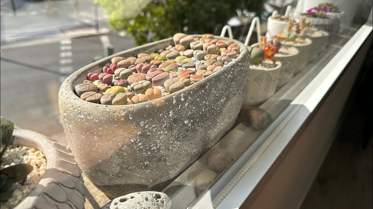 Литопсы/ Lithops. Проблемы, которые появляются у литопса летом. Миф о литопсе. 27.06.2023.