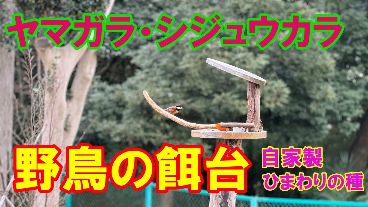 野鳥の餌台（ヤマガラ・シジュウカラ）～GoProでの撮影～