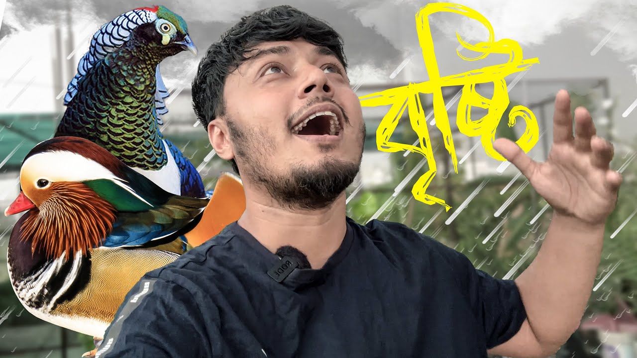 বৃষ্টিতে হাঁস গুলো খুশি কিন্তু ফিজেন্ট না