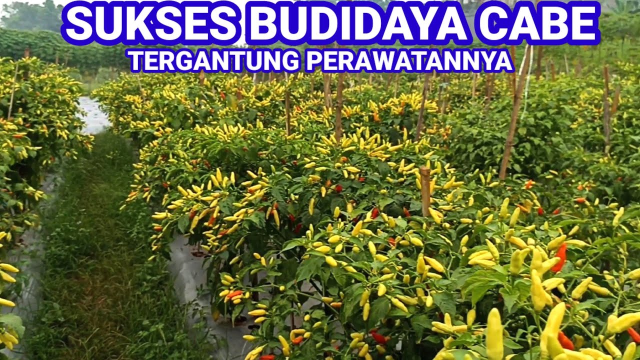 CARA MERAWAT CABE RAWIT MERAH AGAR BERBUAH BANYAK