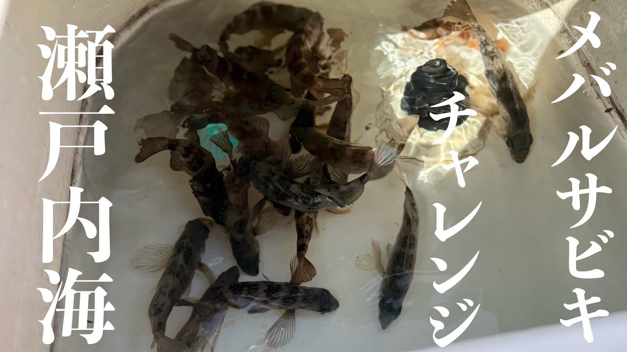 底トントン？ただ巻き？ど素人が瀬戸内でメバルサビキチャレンジ！